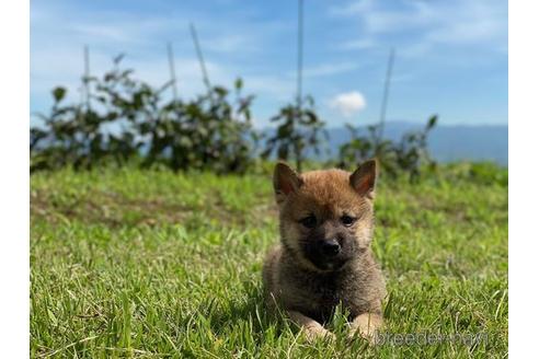 成約済の長野県の柴犬-146373の5枚目